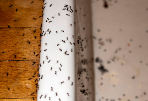 Flea Control Services in Gardena, CA